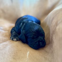 Blue Collar - Black white and tan male Cocker Spaniel puppy in Morganton, North Carolina from Priceless Pups