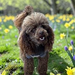Jordan - Poodle