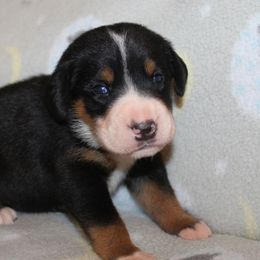 Beauceron, Greater Swiss Mountain Dog, and Nederlandse Kooikerhondje Puppies from Blackamber Swissies Beaucerons Ambermoon Kooikerhondje