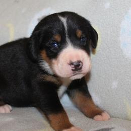 Beauceron, Greater Swiss Mountain Dog, and Nederlandse Kooikerhondje Puppies from Blackamber Swissies Beaucerons Ambermoon Kooikerhondje