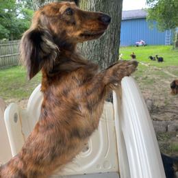 Winnie - Dachshund