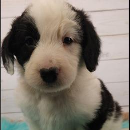 Titus - Black and white male Sheepadoodle puppy in Farley, Iowa from Iowa's Doodle Co.