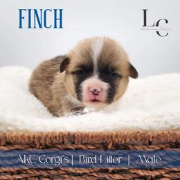 Finch - Red male Pembroke Welsh Corgi puppy in Pine Village, Indiana from NL Horsemanship