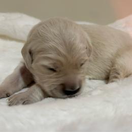 Ray - Light golden female Golden Retriever puppy in Seville, Ohio from Retriever Ranch