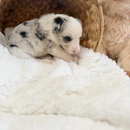 Sage - Blue merle female Border Collie puppy in Owenton, Kentucky from Three16 Ranch