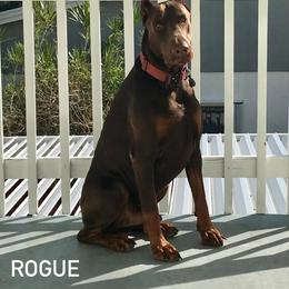 Rogue - Doberman Pinscher