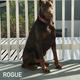 Rogue