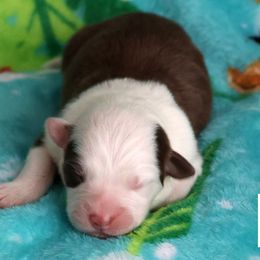 Julep - Red tri-color female Australian Shepherd puppy in Springville, New York from RisingStar Australian Shepherds