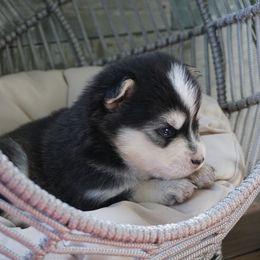Pomsky Puppies from Arctic Star Pomskies