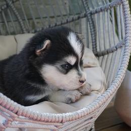 Pomsky Puppies from Arctic Star Pomskies