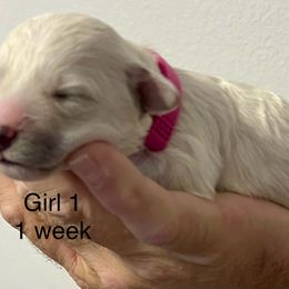 Bichon Frise Puppies from Sissy’s Heavenly Paws