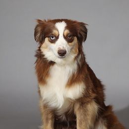 Lady - Miniature Australian Shepherd