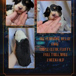 Henry - Black and white male American Corgi puppy in Mansfield, Ohio from Moonrise corgis