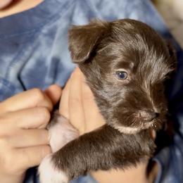 Bridget - Liver female Miniature Schnauzer puppy in Frankford, Delaware from Miniature Schnauzers of Delmarva