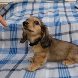 Dachshunds from Dashin' Dachsies