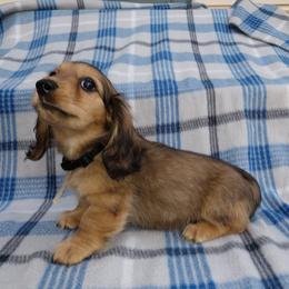 Dachshunds from Dashin' Dachsies