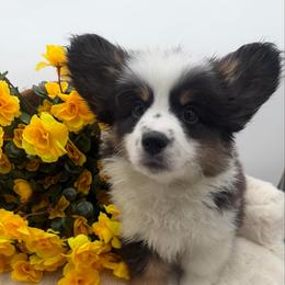 King - Black and tan male Pembroke Welsh Corgi puppy in Minooka, Illinois from Lucky J Corgis