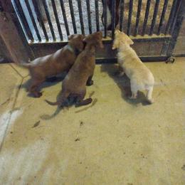 Chesapeake Bay Retriever Puppies from GemiLamb Gun Dogs