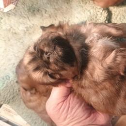 Jazmin - Sable female Shih Tzu puppy in Austin, Minnesota from Bearpaw Shih Tzus