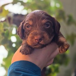 Reese - Chocolate and tan male Dachshund puppy in Windom, Minnesota from Wyrmhund Dachshunds