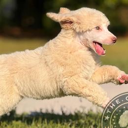 Poodles from The Olympus Standard Poodle