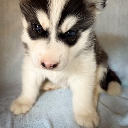 Orion - Black and white male Siberian Husky puppy in Grant City, Missouri from Timberline Paws