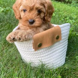 River - Apricot male Cavapoo puppy in Lewisburg, Pennsylvania from Cinda's Cavapoos