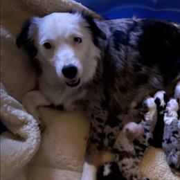 Miniature American Shepherds from Crema di Capra