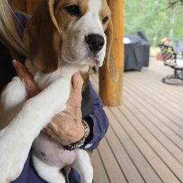 Beagle Puppies from Bullock 's Beagles