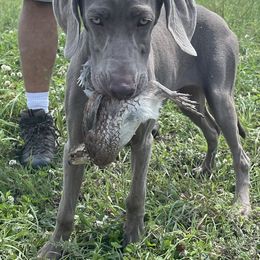 Weimaraner Puppies from Alpha Weims by The Mattas Kennel