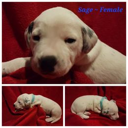 Dalmatian Puppies from Delaney's Dalmatians