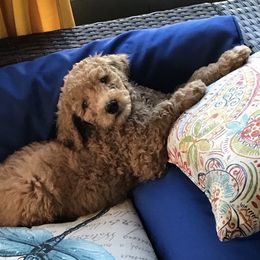 Goldendoodle Puppies from Blissful Goldendoodles