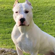 Posiden - Dogo Argentino