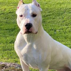 Posiden - Dogo Argentino