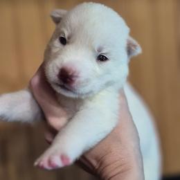 Girl 3 - White female Siberian Husky puppy in Madison, Georgia from Thornbury Kennel