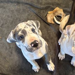 Great Dane Puppies from Green’s Great Danes