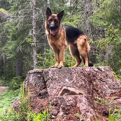 German Shepherd All Grown Up from Flood Farm German Shepherds