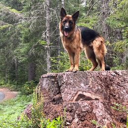 German Shepherd All Grown Up from Flood Farm German Shepherds
