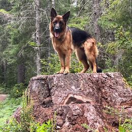 German Shepherd All Grown Up from Flood Farm German Shepherds