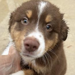 Red Tri Boy - Red tri-color male Miniature American Shepherd puppy in Meadows Of Dan, Virginia from Nashira