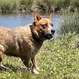 Reba - Australian Cattle Dog