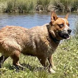 Reba - Australian Cattle Dog