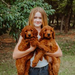 Goldendoodle Puppies from Bows & Ties Doodles