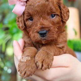 Tutu - Red  female Goldendoodle puppy in Salado, Texas from Red Ranch Dogs