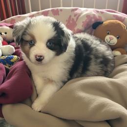 Gigi - Blue merle female Miniature Australian Shepherd puppy in Placerville, California from JRW COLDSPRINGS MINI AUSSIE’S