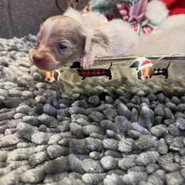 Bam Bam - Piebald male Dachshund puppy in Adamsville, Tennessee from Shiloh Ridge Dachshunds