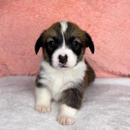 LORETTA - Sable female Pembroke Welsh Corgi puppy in Ritzville, Washington from Sapphire Iris Corgis
