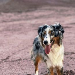 Maple - Miniature American Shepherd