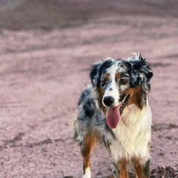 Maple - Miniature American Shepherd