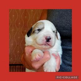 Prodigy - White and badger male Great Pyrenees puppy in Mikado, Michigan from Brittain Family Farm